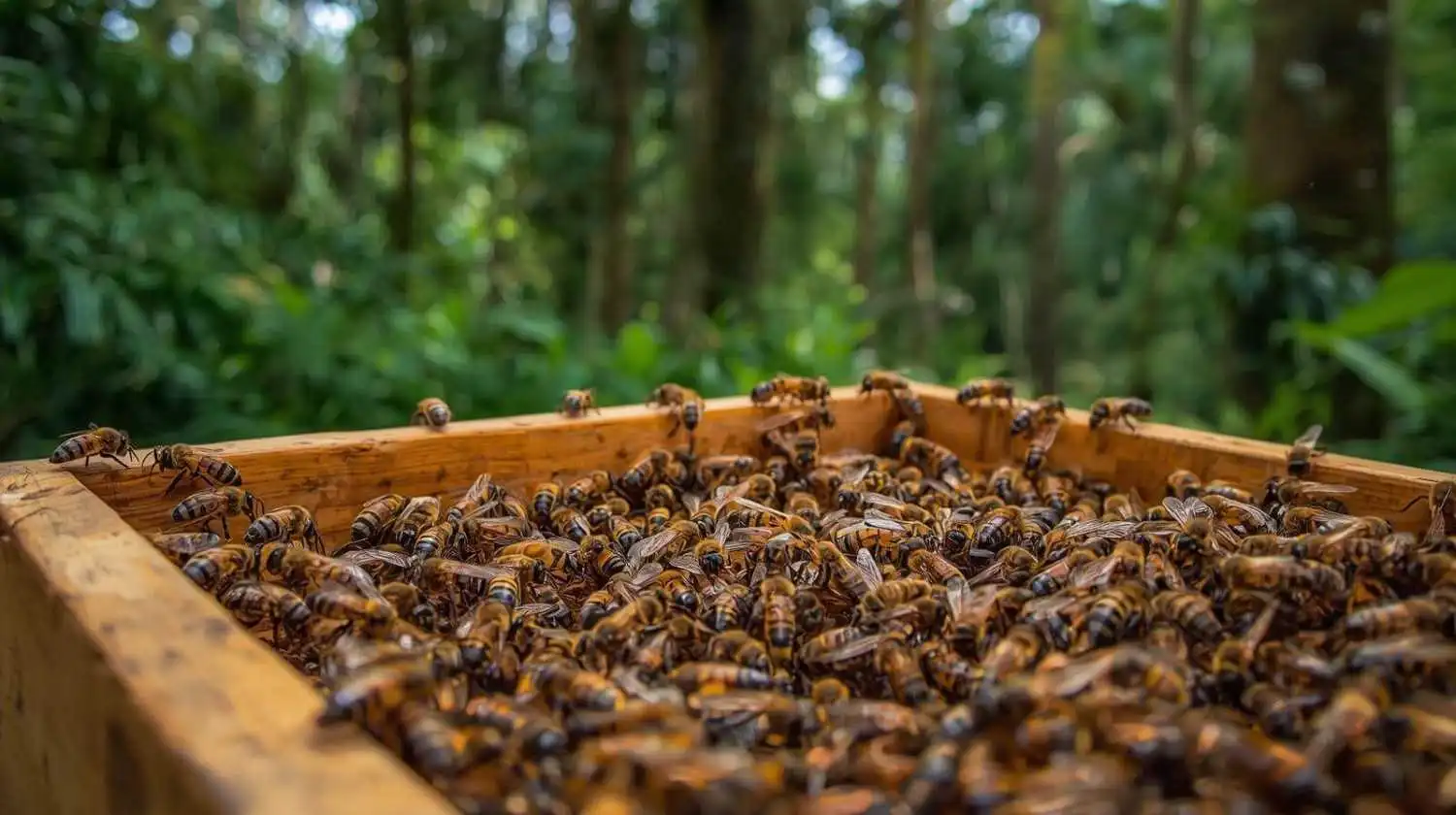 Honey Production