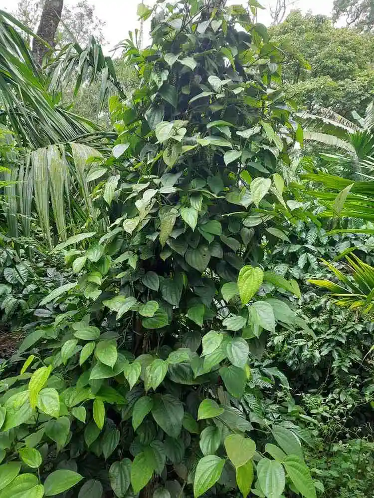 Pepper Vines